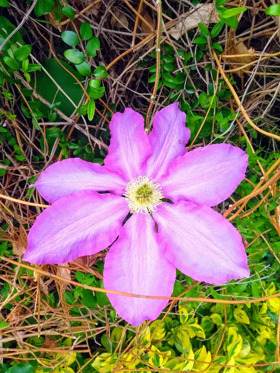 Clematis