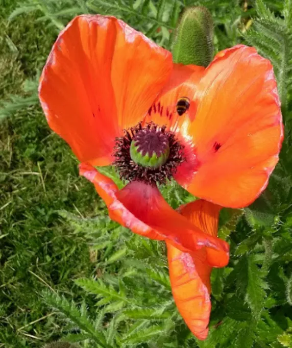 Bumble poppy