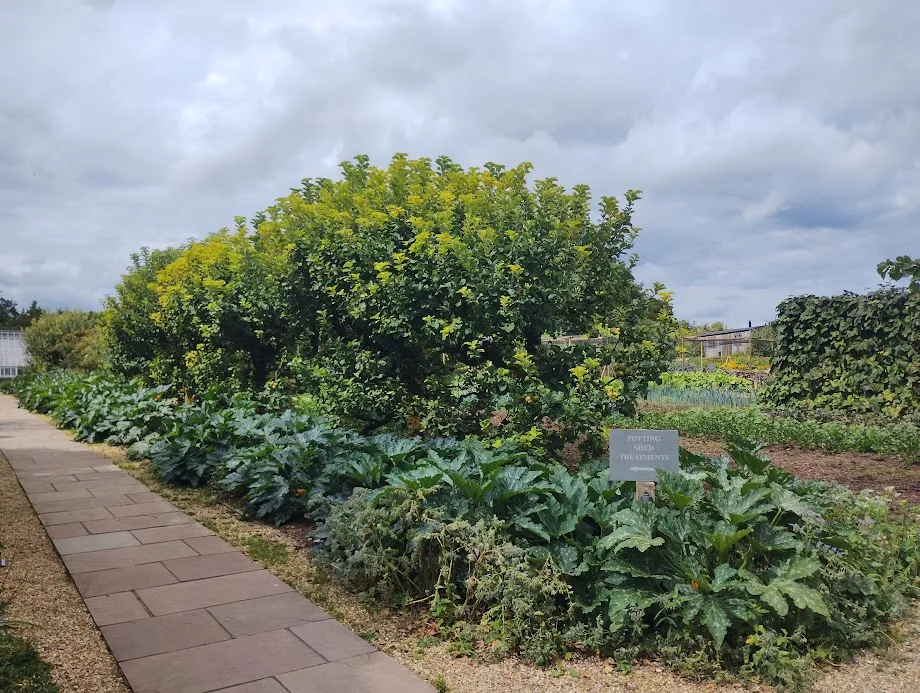 Kitchen garden