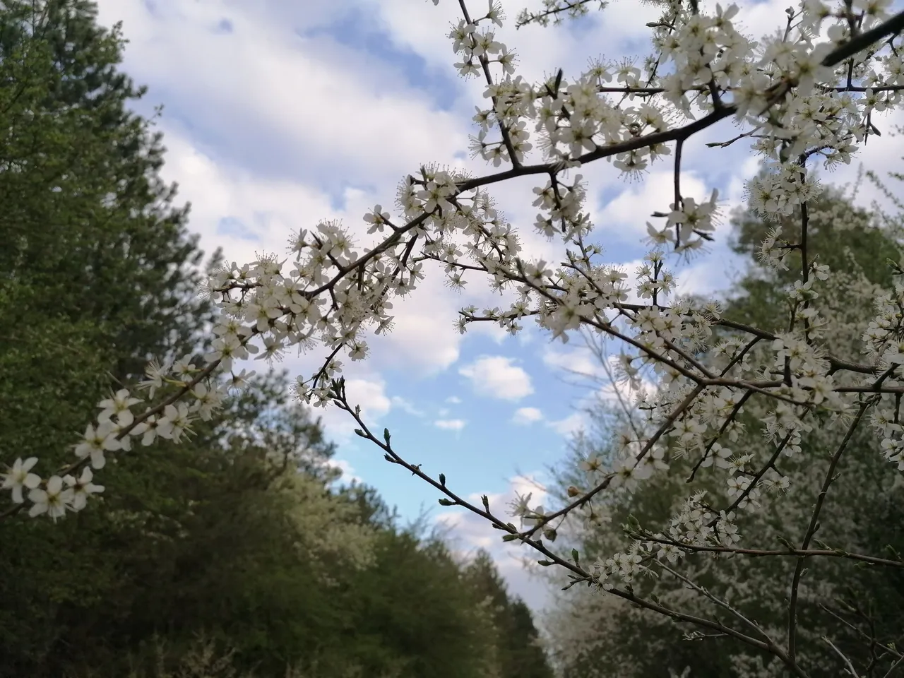 IMG_20220416_181522.jpg