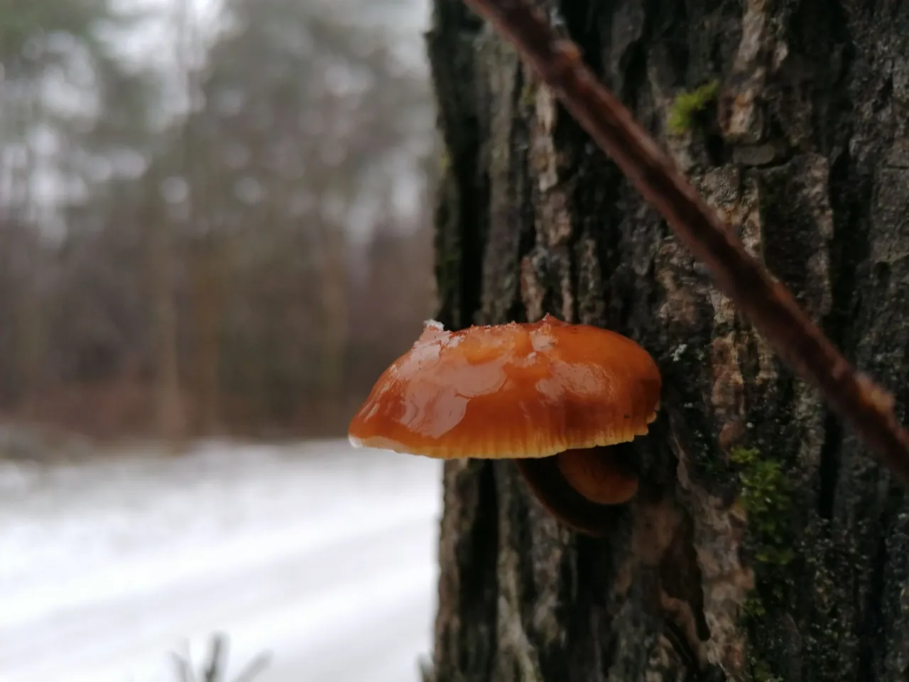 IMG_20220108_123614.jpg