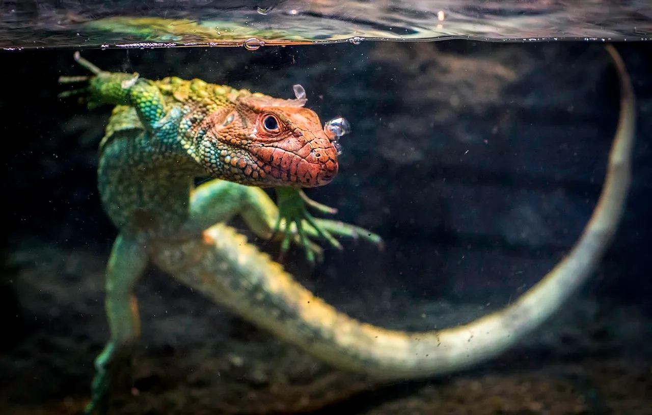 caiman-lizard-6632344_1280.jpg