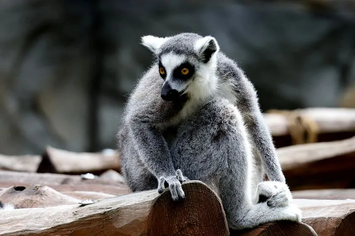 animal-7451968__480.jpg
