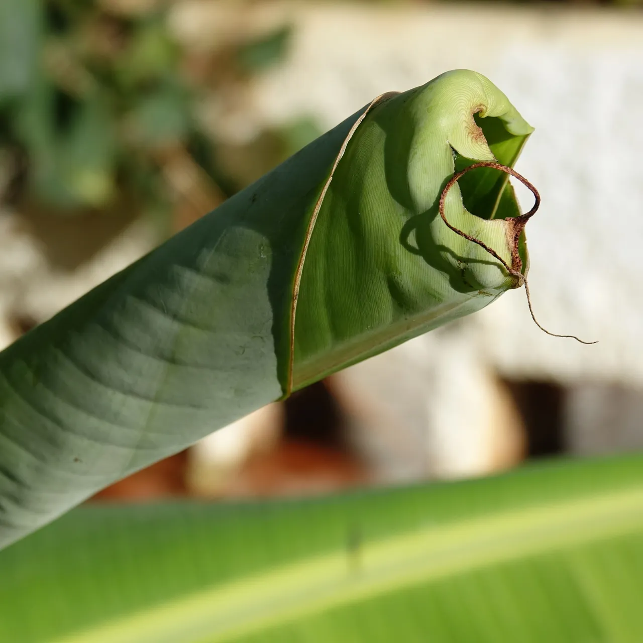 Unknown plant.JPG