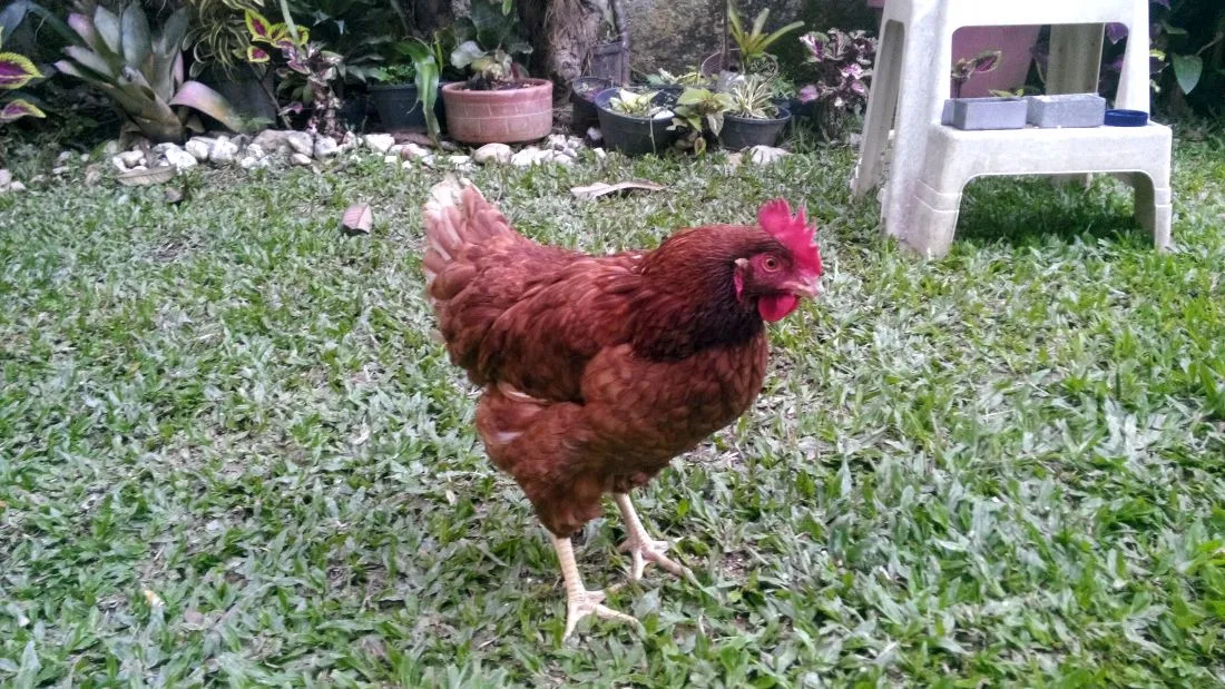 ruperta jardin.jpg