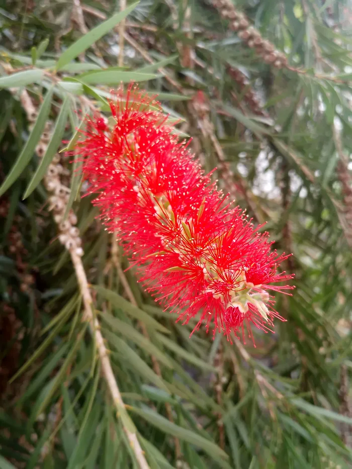 flor_arbol_cepillo.jpg