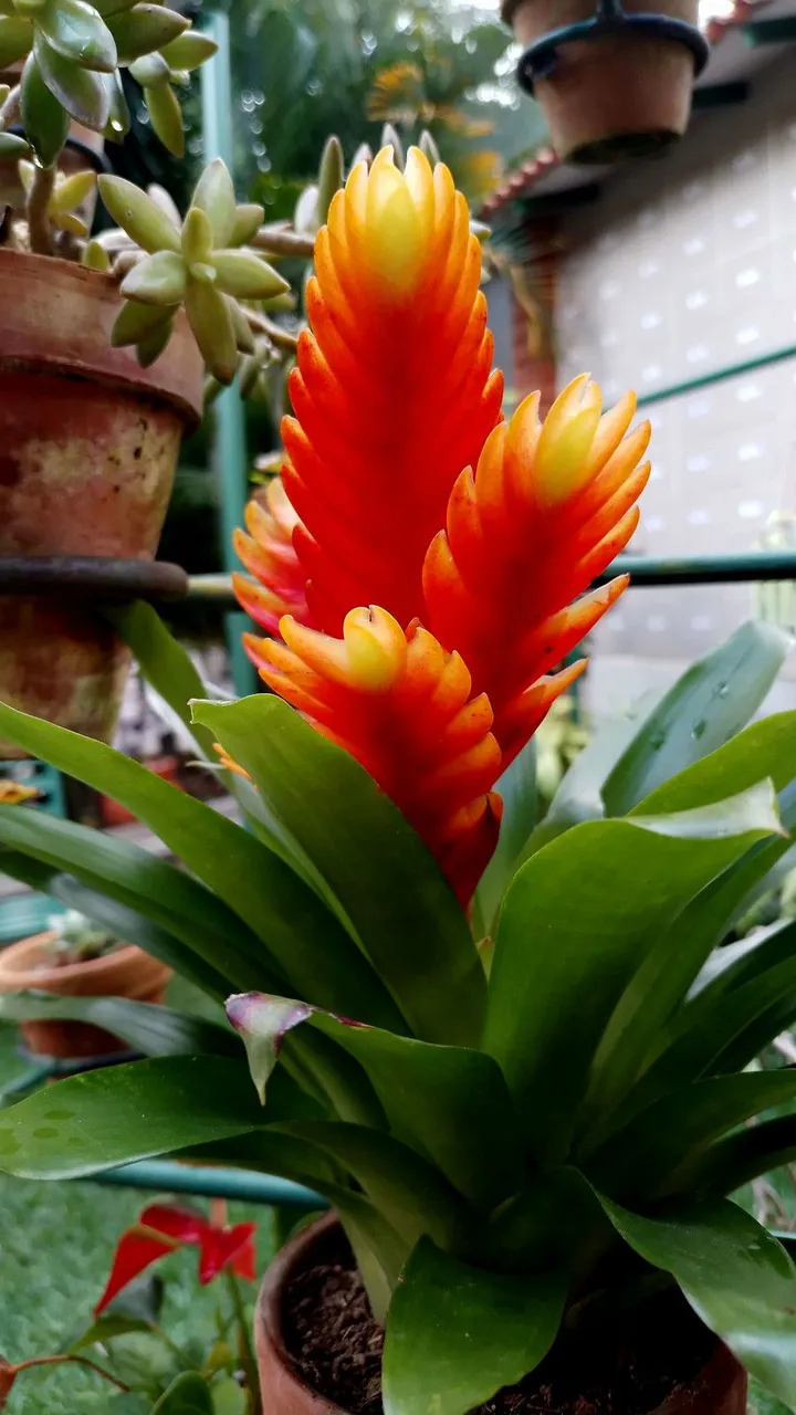 bromelia-14.jpg