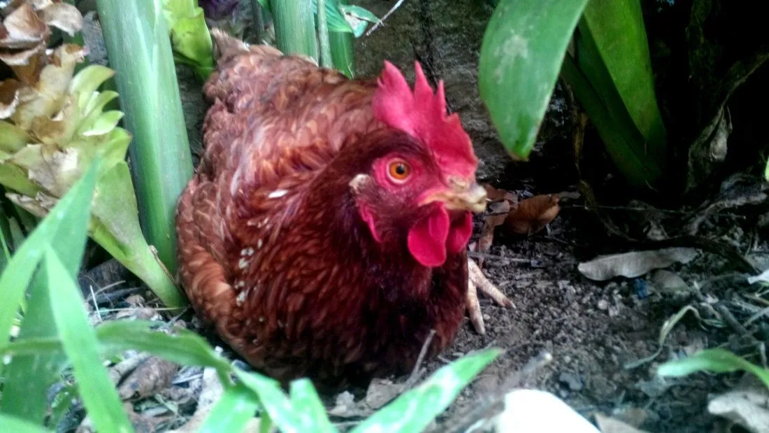 gallina ruperta echada.jpg