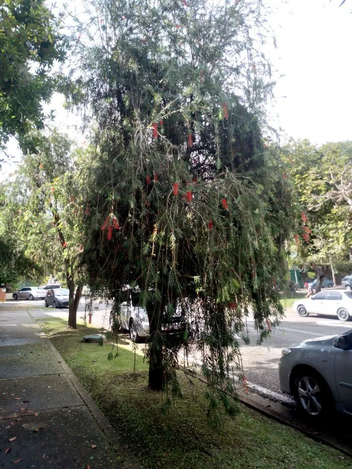 arbol_del_cepillo_2.jpg