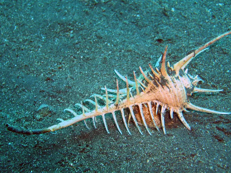 800px-Fishbone_Murex_Shell_(10_cm)_(234941311).jpg