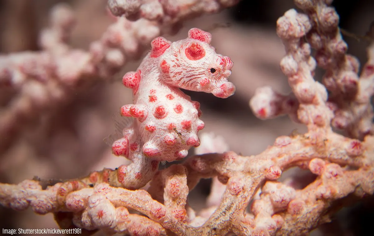 shutterstock_nickeverett1981_pygmy_seahorse.jpg