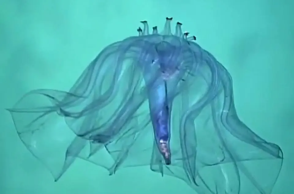 Pelagothuria_natatrix_Samoa_2.jpg