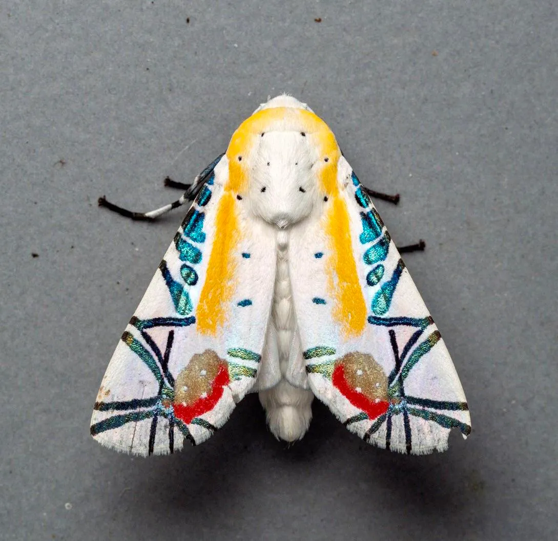 picasso-moth.jpg