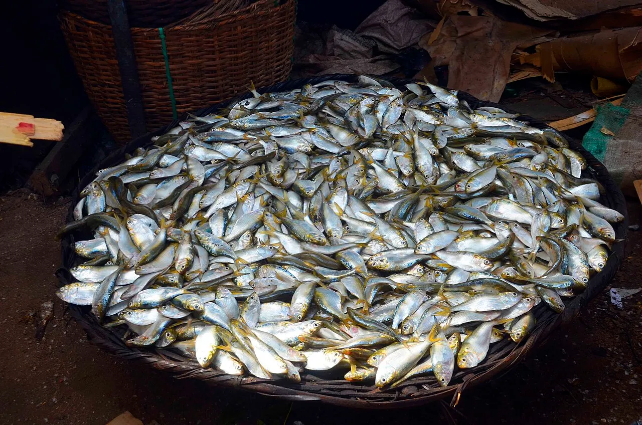 About_to_roast_makoko.jpg