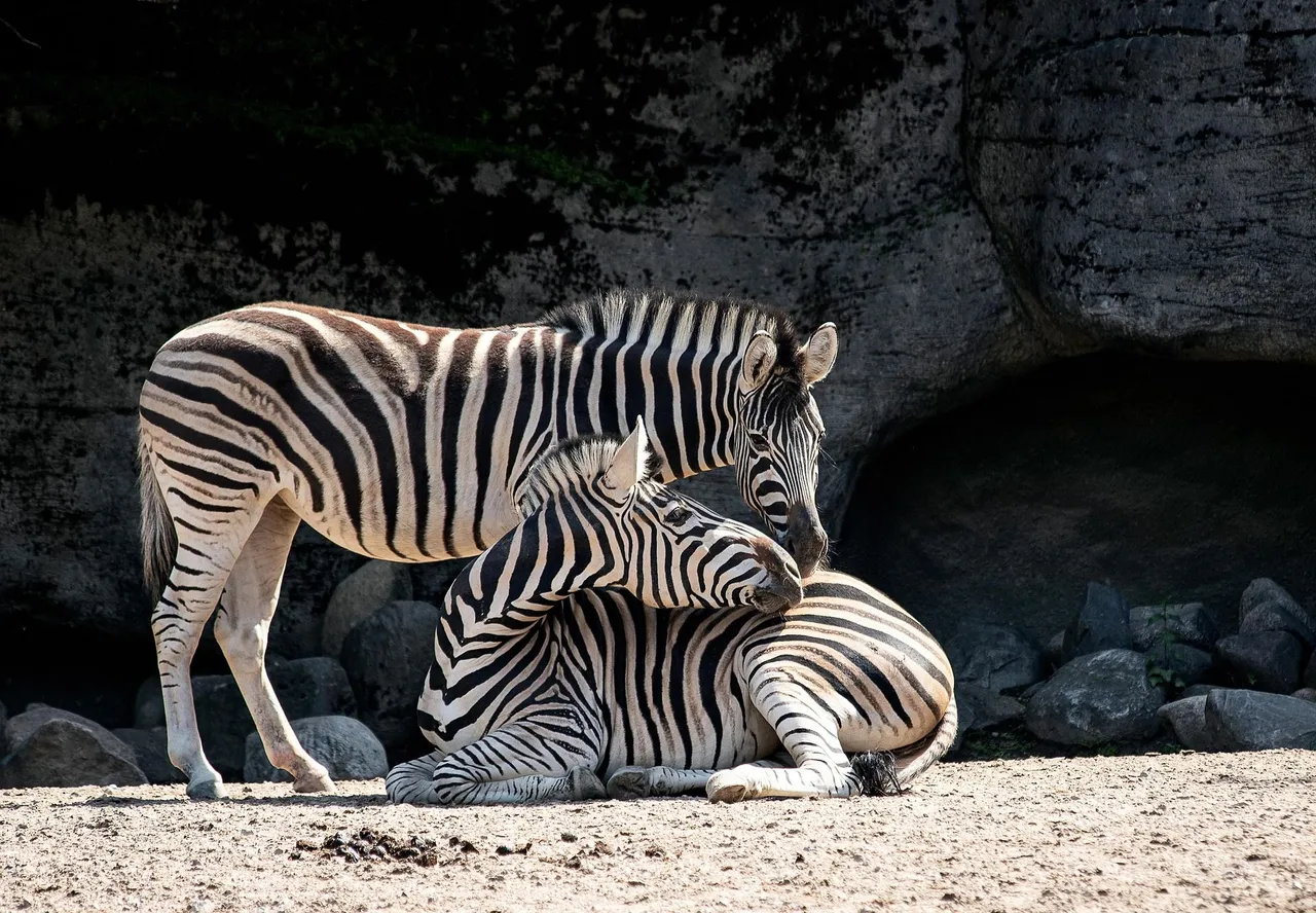 zebras-4258909_1920.jpg