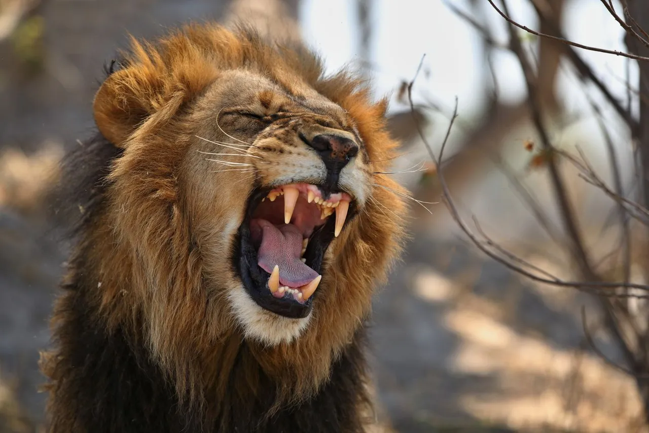 african-lion-portrait-warm-light.jpg