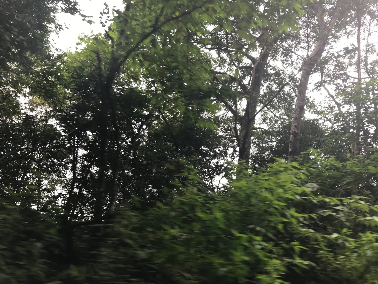 C1F915F1-B8F8-4637-AB51-8078D7FA8870.jpeg