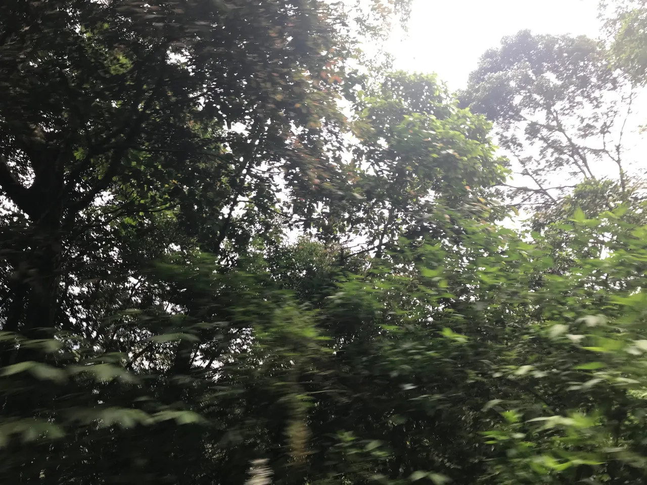 33262BFE-8B13-4224-916C-356BB6666AFE.jpeg
