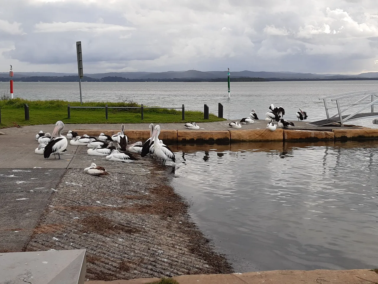 Pelicans at The Entrance