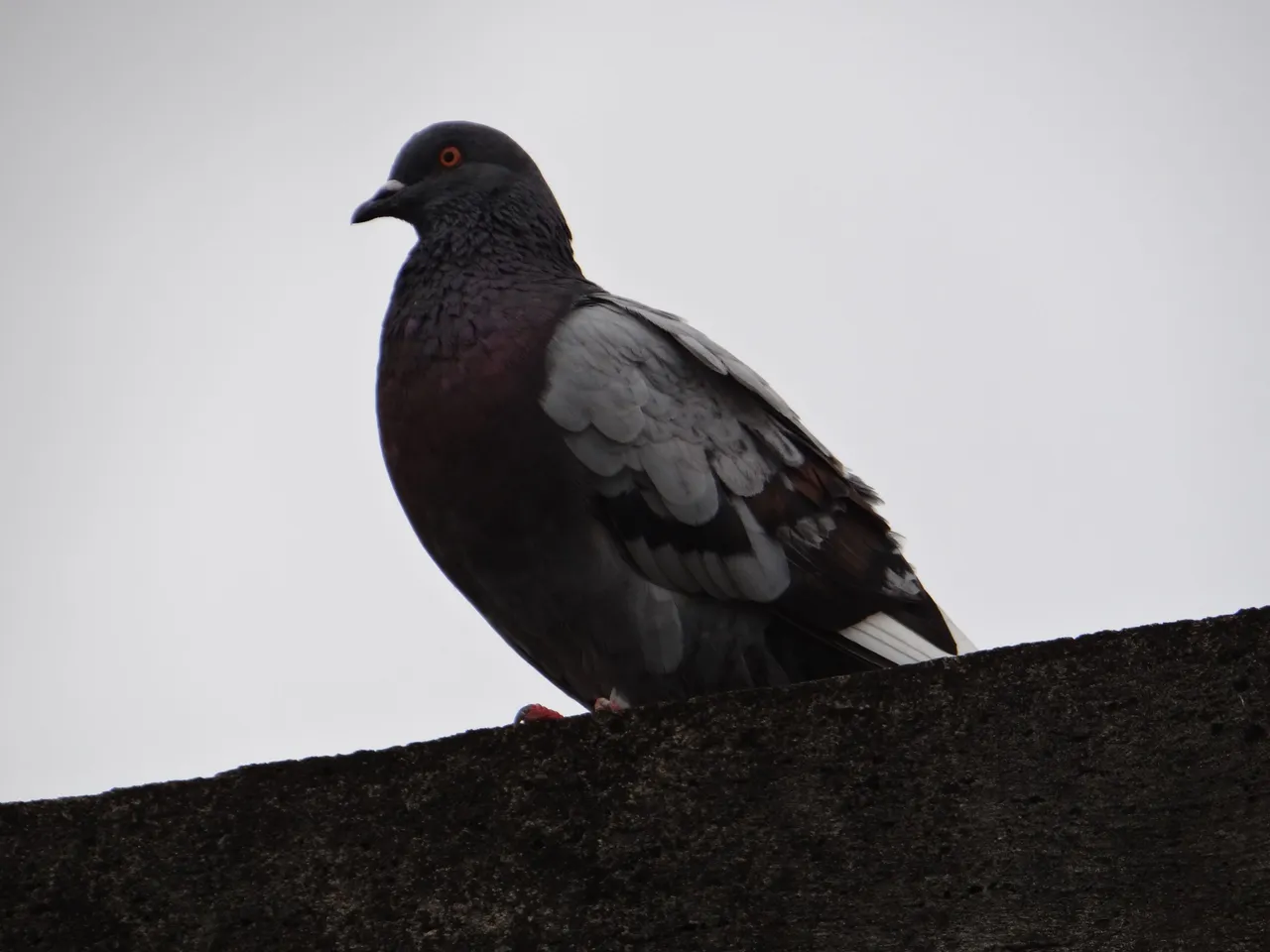 DSC01394.JPG