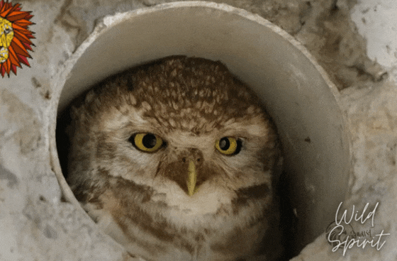 Blog title.gif