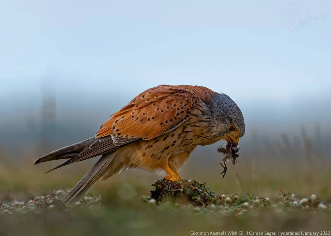 FBL-Common-kestrel-1906-1913 (FILEminimizer).jpg