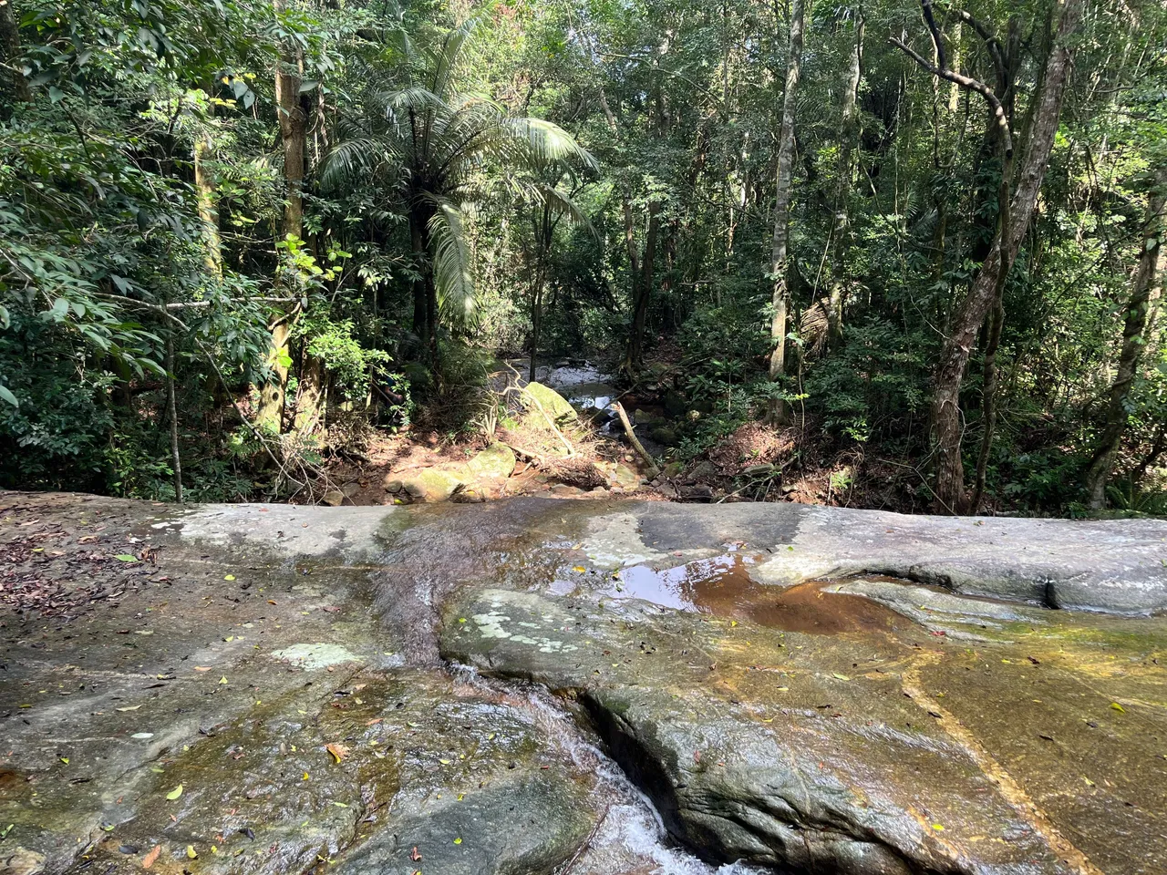 looking down into the forest from where i was standing by the waterfall