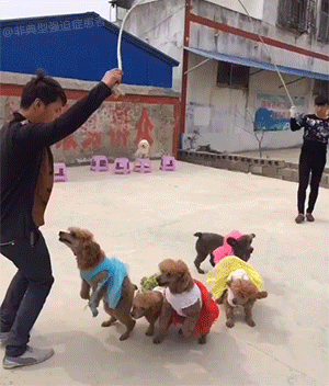 giphy (10).gif
