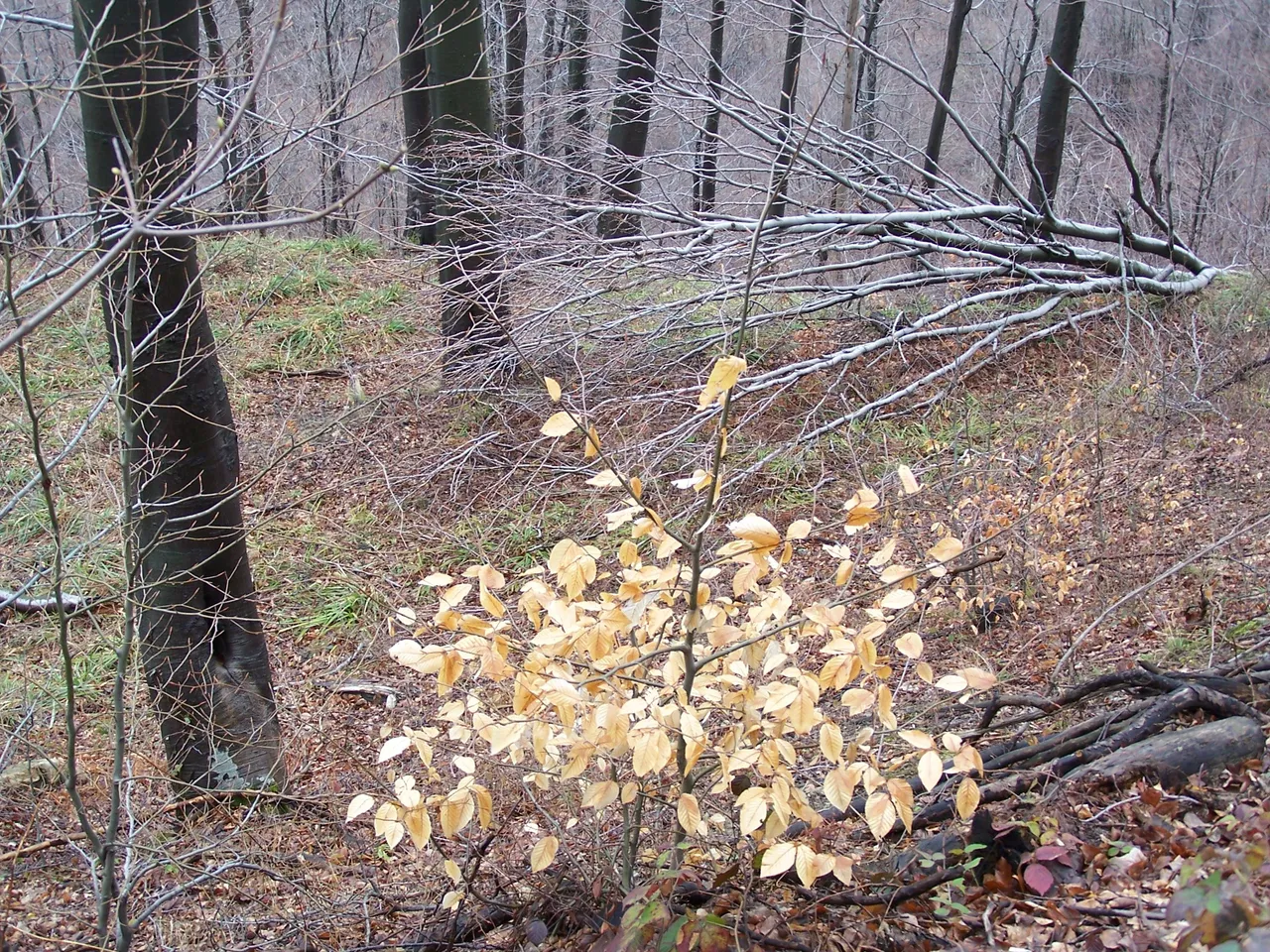 100_4739.JPG