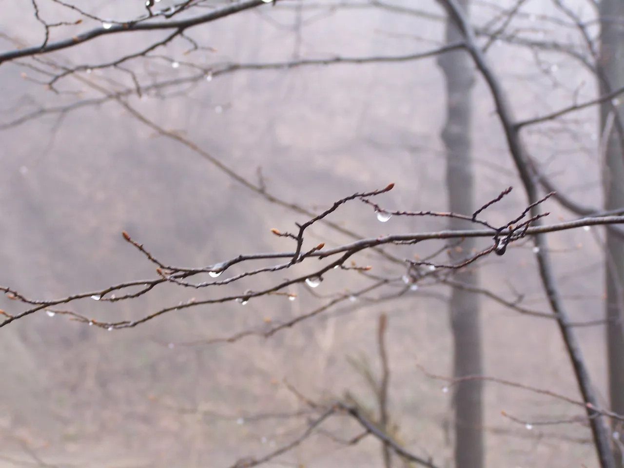 100_4705 - Copy.JPG