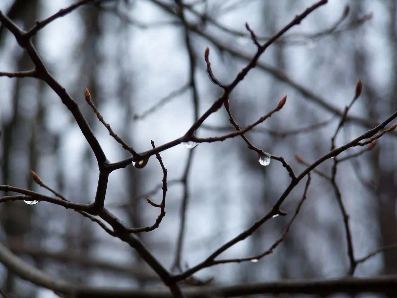 100_4785.JPG