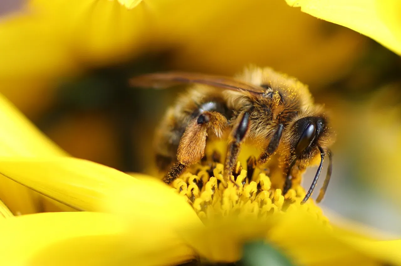 bee-6233397_1920.jpg