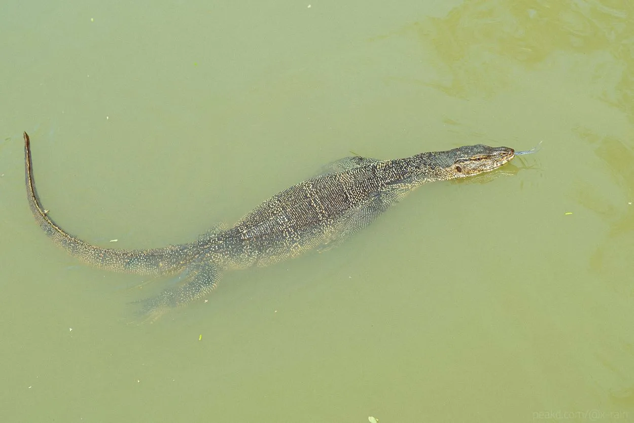 DSC_7725.JPG