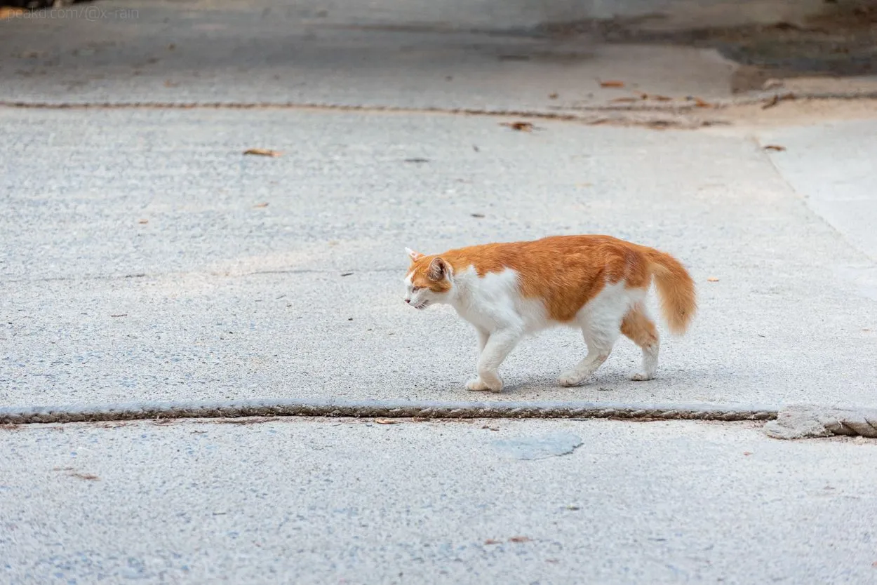 DSC_1623.JPG