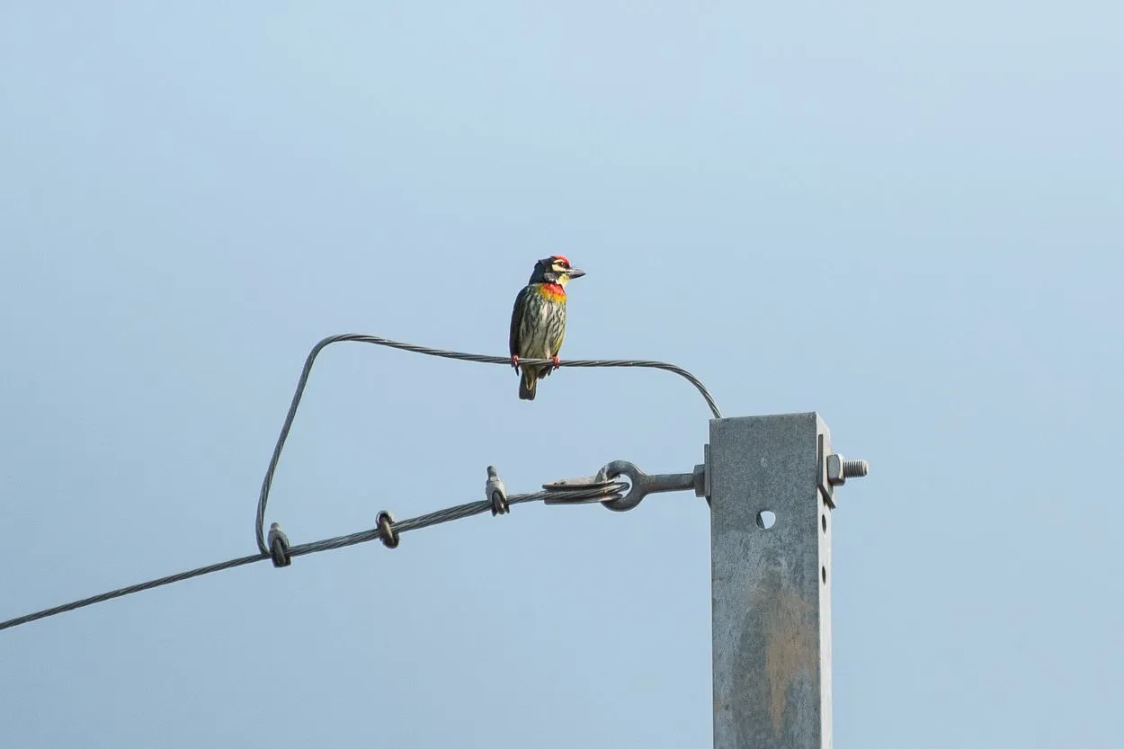 DSC_2477.JPG