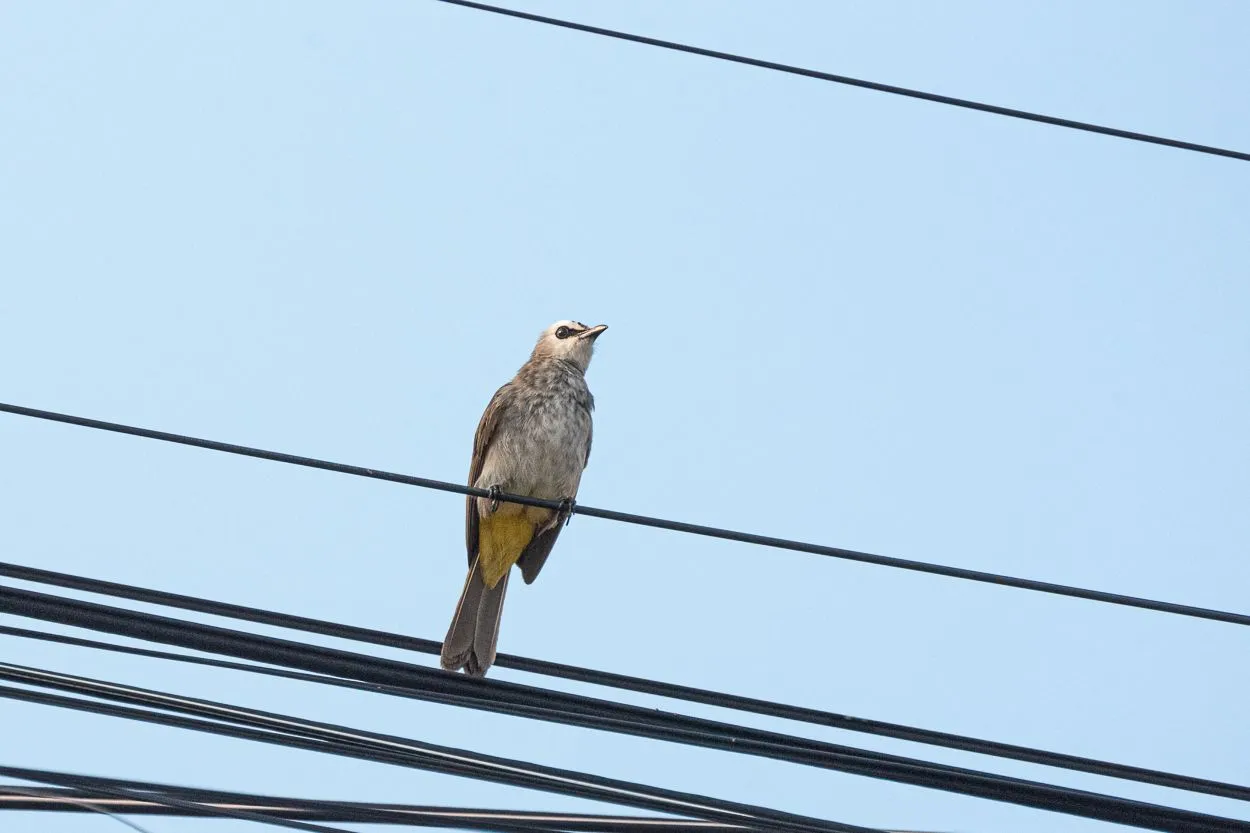 DSC_2530.JPG