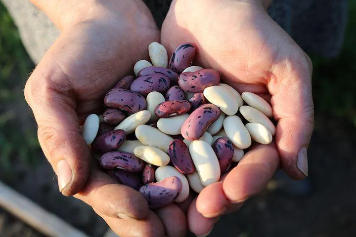 runner-beans-1835646__480.jpg