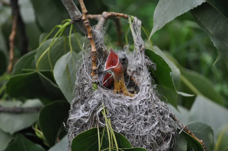 Canva - Little Bird in the Nest.jpg