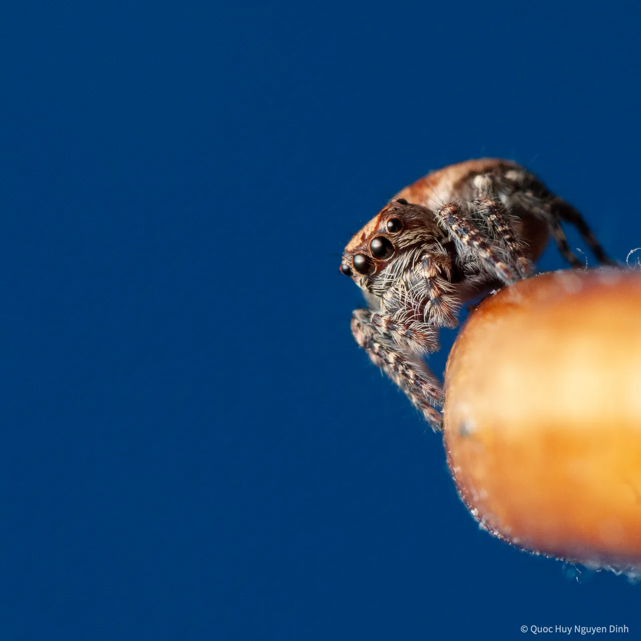 Jumping Spider - Servaea Villosa-11.jpg