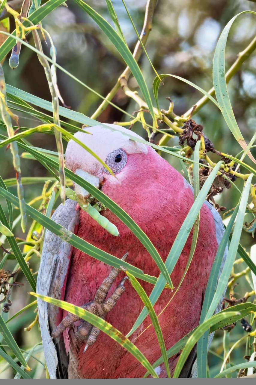 20201204 Galah Parrot 1 HS Social.jpg
