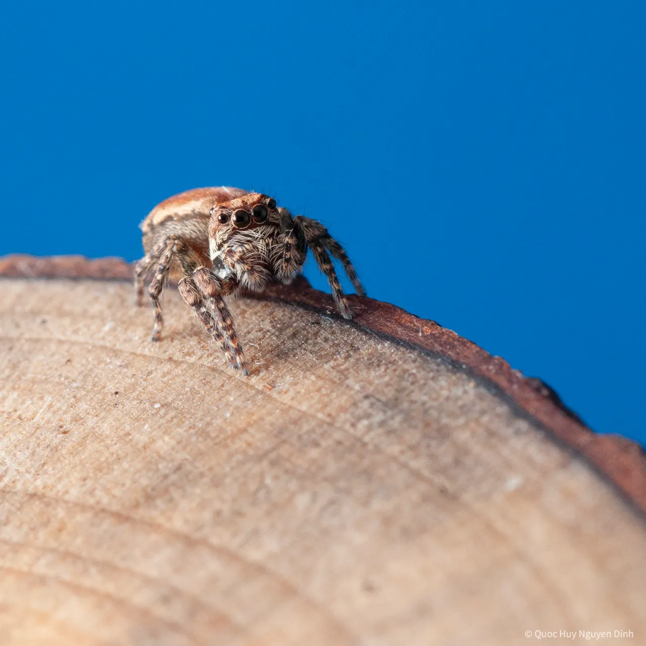 Jumping Spider - Servaea Villosa-15.jpg
