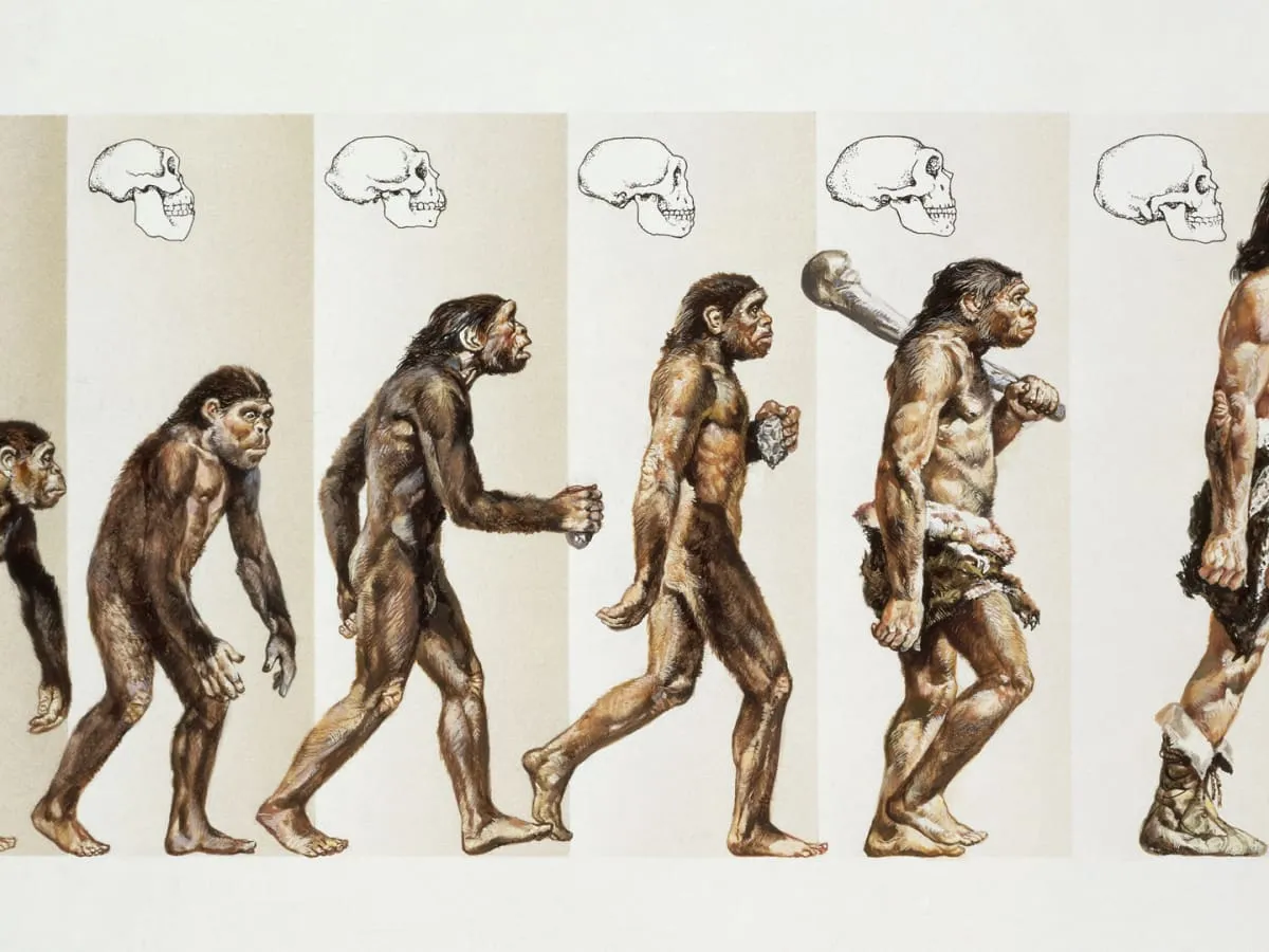 human-evolution-promo-gettyimages-122223741.jpg