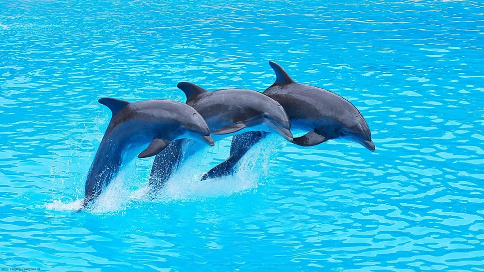 dolphin-sea-animals-three-wallpaper-preview.jpg