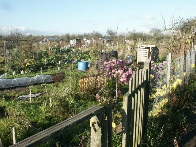 Katy Walters / Allotments / CC BY-SA 2.0