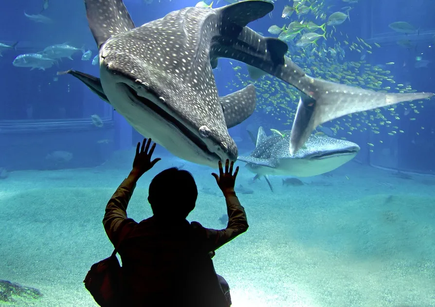 whale-shark-foto-christian-beirle-gonzalez.jpg