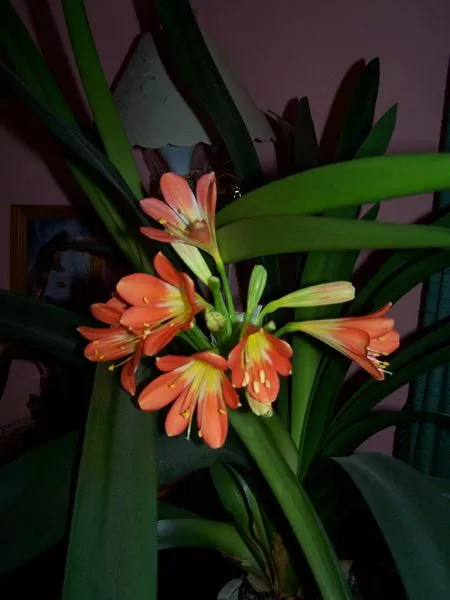 Clivia in office crop April 2018.jpg