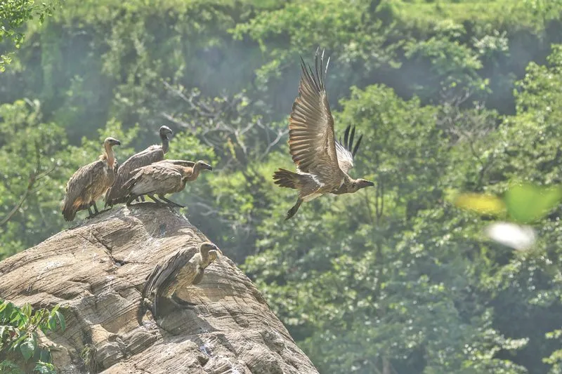 Slender-billed-Vulture-copy-06012018080323.jpg