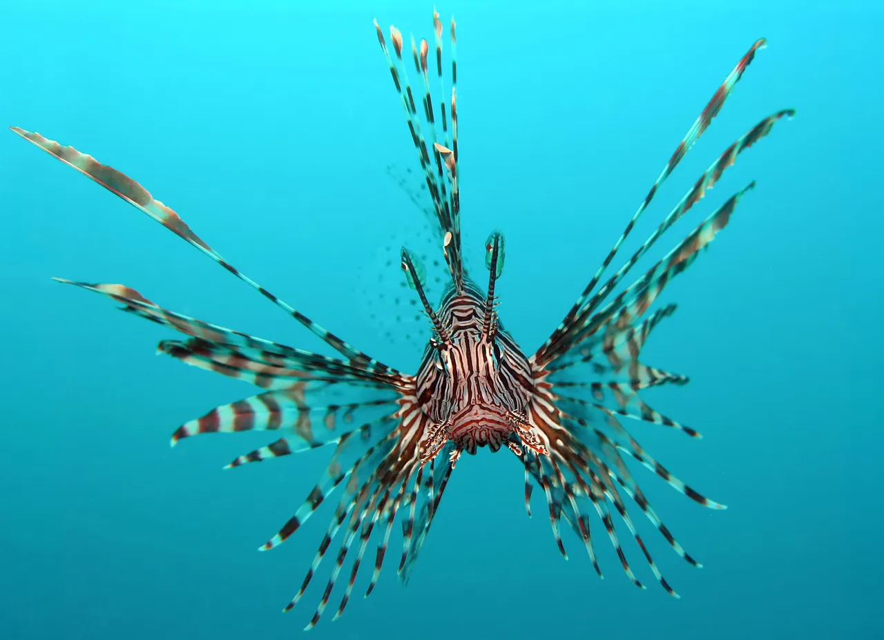 Lion Fish Blue Background Compress.jpg