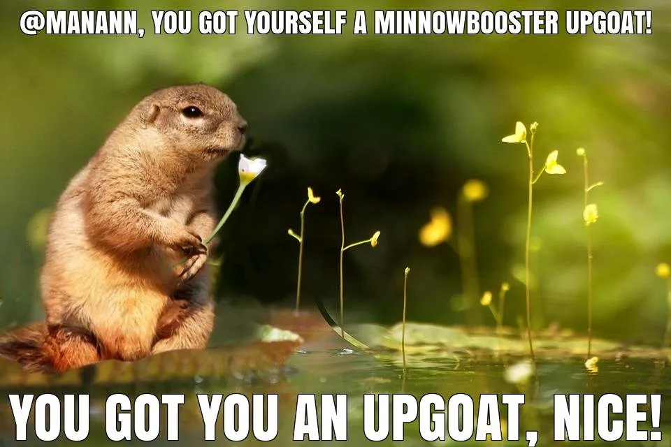 @manann got you a $0.83 @minnowbooster upgoat, nice!
