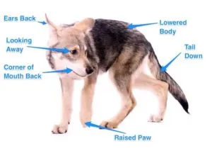 how to understand your dog